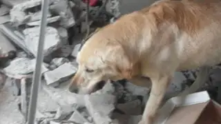 Terremoto en Ecuador: murió perro 'Dayco' que ayudó en labores de rescate