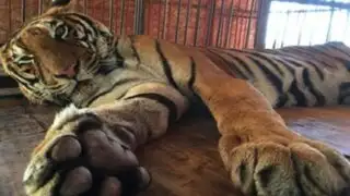 Rescatan a tigre de circo informal peruano