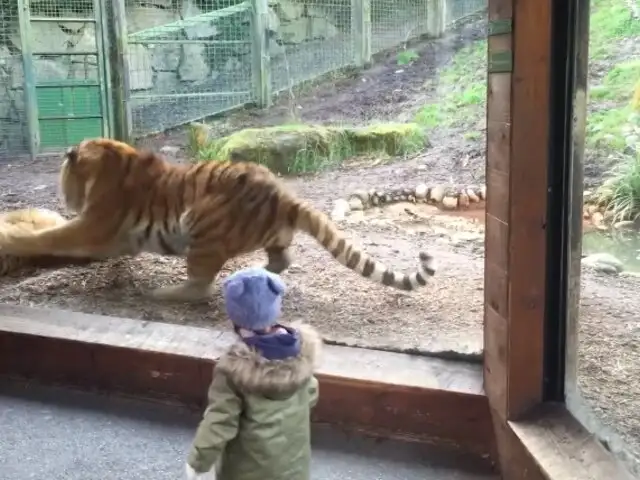 Tigre casi provoca tremenda pelea tras interrumpir la siesta de su compañero