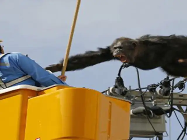 Chimpancé escapó de un zoológico en Japón y dejó sin luz a todo un vecindario