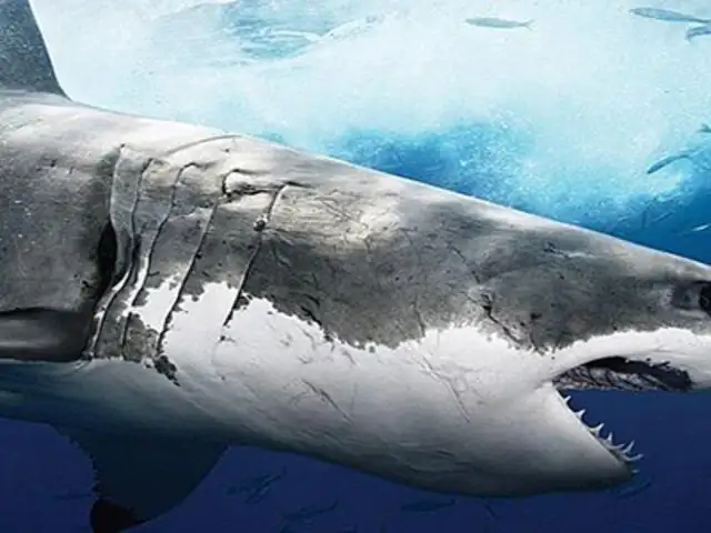 ¿Cuál es la relación entre nuestras extremidades y las branquias de los tiburones?