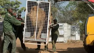 Sudáfrica: leones rescatados de circos de Perú y Colombia llegaron a santuario
