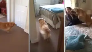 VIDEO: así reacciona un perro cuando se reencuentra con su amo tras siete meses