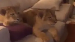 YouTube: dos pequeños leones disfrutan de la famosa película “El rey león”