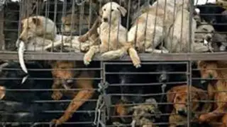 Exigen a gobierno chino prohibir el Festival de la carne de perro