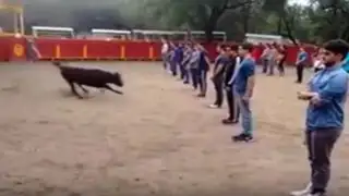 VIDEO: ¿Cómo reacciona un pequeño toro cuando está rodeado de 40 personas?