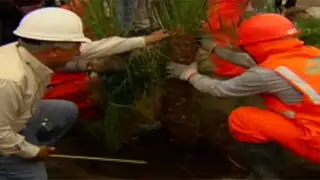 Los Olivos: plantan 120 palmeras nuevas para reponer las taladas
