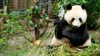 Osos pandas protagonistas de divertidas travesuras en China