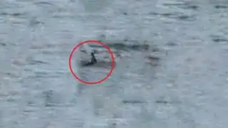 VIDEO: turistas aseguran que vieron una sirena en el lago Titicaca