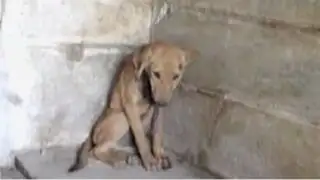 India: rescatan a perro abandonado en un templo