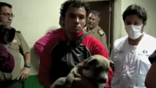 Cercado de Lima: cuatro detenidos por venta ilegal de mascotas