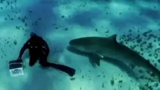 Escalofriante: buzo se sumerge en playas de las Bahamas junto a tiburones