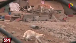 Hallan gran cantidad de gatos hacinados en depósito abandonado del Rímac