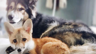 VIDEO: tierna amistad entre un zorro y perro