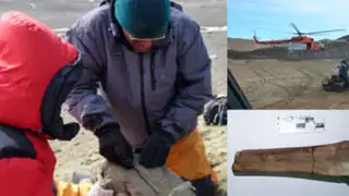 Antártida: descubren restos de un ave gigante que vivió hace 50 millones de años
