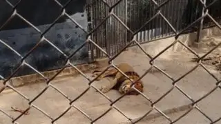 Chile: sacrifican a dos leones para salvar a suicida que entró a la jaula
