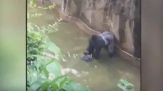 Matan a un gorila para salvar a un niño de 4 años en un zoológico