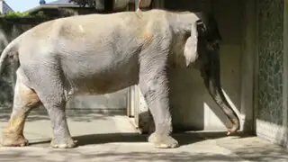 VIDEO: el elefante más longevo del mundo murió a los 69 años en Japón