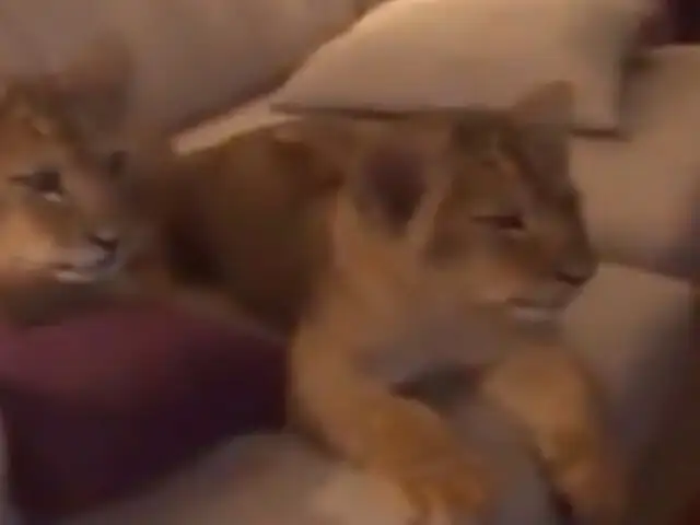 YouTube: dos pequeños leones disfrutan de la famosa película “El rey león”