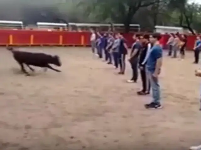VIDEO: ¿Cómo reacciona un pequeño toro cuando está rodeado de 40 personas?