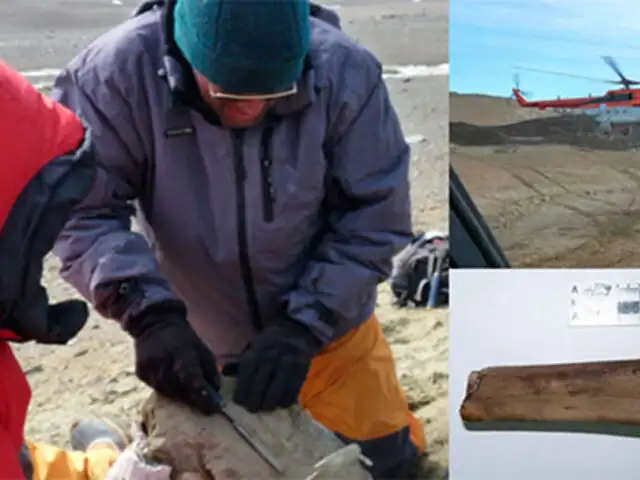 Antártida: descubren restos de un ave gigante que vivió hace 50 millones de años