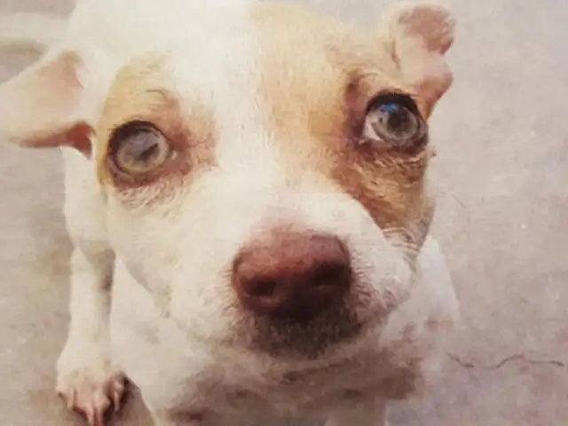 Bubba, el perro que fue encontrado bajo el efecto de las drogas