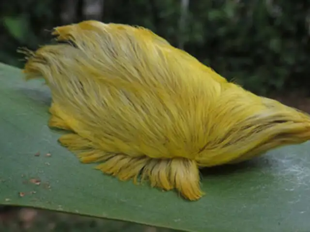 Parece un animal adorable pero en realidad puede ser una criatura muy peligrosa