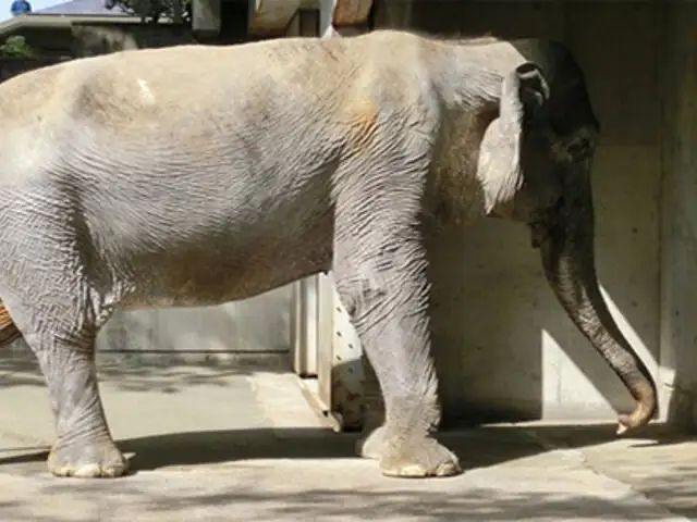 VIDEO: el elefante más longevo del mundo murió a los 69 años en Japón