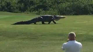 EEUU: enorme caimán se pasea tranquilamente por un campo de golf