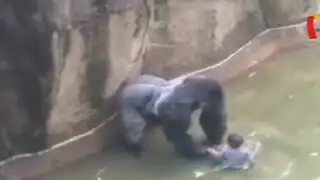 Continúa polémica por sacrificio de gorila en zoológico de EEUU