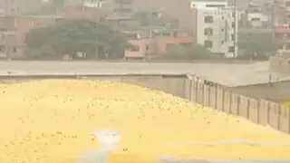 San Martín de Porres: miles de palomas invaden asentamiento Lampa de Oro