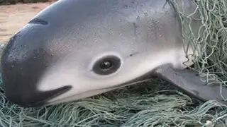 VIDEO: conoce a la vaquita marina, el cetáceo que está a punto de extinguirse