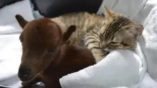 Gatito enfermo ayuda a sus compañeros a recuperarse con bastante amor