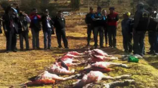 Adolescentes matan 12 parihuanas en la Reserva Nacional del Titicaca