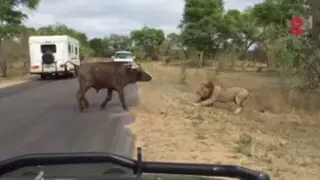 India: captan momento en que búfalo protege a turistas de leones