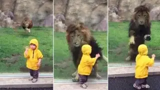 León intenta atacar a niño y se estrella contra vidrio en zoológico de Japón