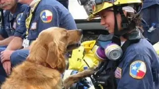 EEUU: muere última perra rescatista de atentado del 11 de setiembre