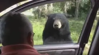 Familia se salva de morir por ataque de un oso