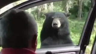 EEUU: enorme oso intenta atacar a familia