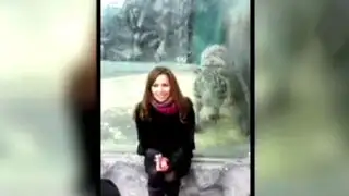 Tigre intenta atacar a una joven turista en un zoológico de Rusia