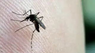 Nace en España el primer bebé con microcefalia a consecuencia del “Zika”