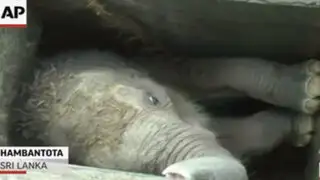 VIDEO: logran rescatar a la cría de un elefante tras caer a una zanja