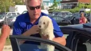 Canadá: hombre rompe ventana de auto para rescatar a un perro
