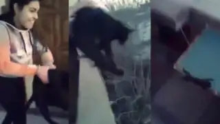 VIDEO: mujer lanza gato del cuarto piso para saber si caía parado