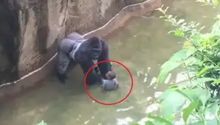 Cuando las visitas al zoológico se convierten en tragedia