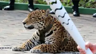 Brasil: matan a tiros a jaguar que participó en ceremonia olímpica