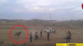 Tumbes: policía dispara a caballo ganador de competencia durante trifulca