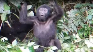 Mira como este bebé gorila falla al dar su primer rugido de "macho alfa"