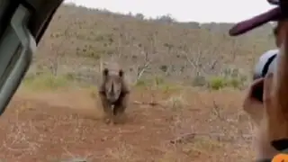 Sudáfrica: rinoceronte embiste a pareja de turistas
