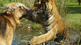 Insólita amistad entre tigre y un pastor alemán sorprende a miles
